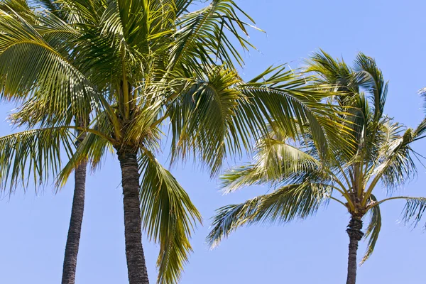 Hawaiian palm trees — Stock Photo, Image