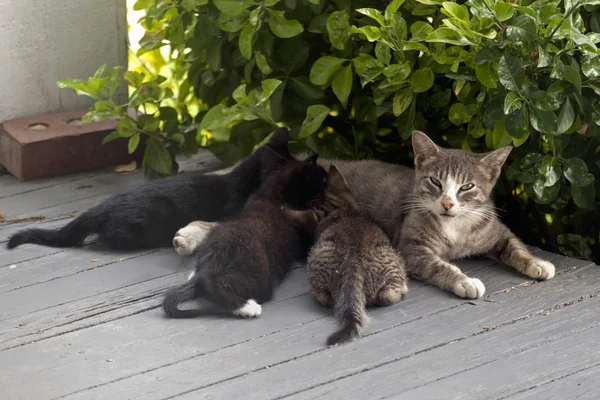 Mãe gato e gatinhos — Fotografia de Stock