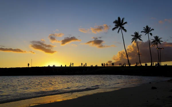 Solnedgång och palm träd i hawaii — Stockfoto