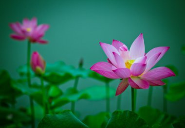 Lotus çiçeği.