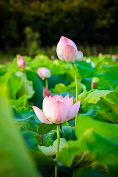 Lotus flower — Stock Photo, Image