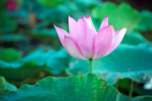 Twin flowers flowers, summer pond, in japan,Lotus in Asia is an important symbol of culture. — Stock Photo, Image