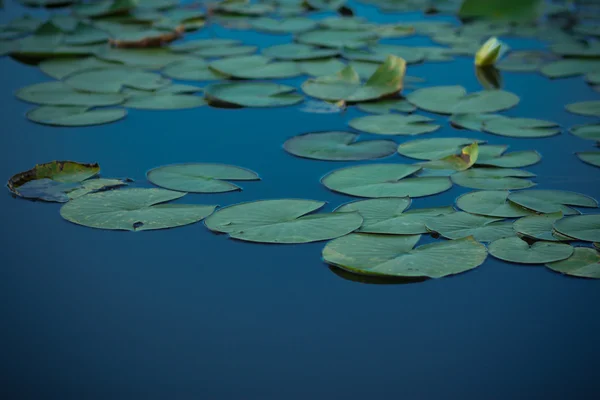 Estanques de loto y loto. El estanque de loto. Hay un montón de hojas de loto. En el parque . — Foto de Stock