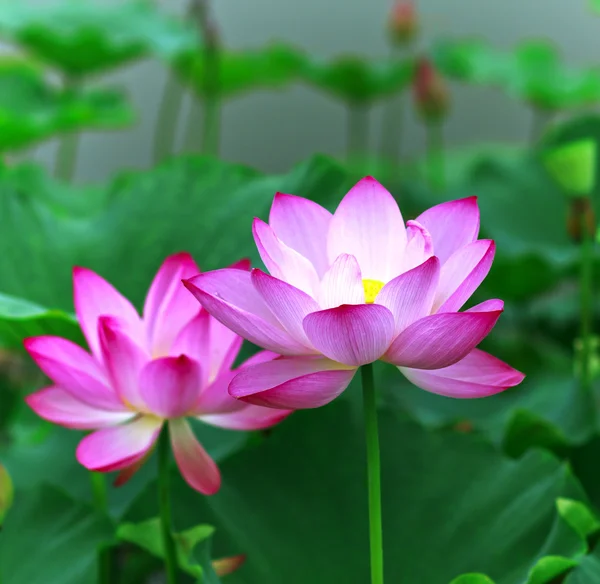 Flor de loto — Foto de Stock