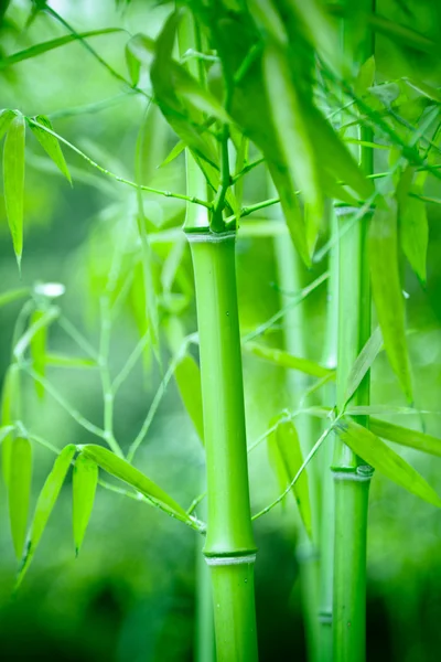 Bosque de bambú, bosque de bambú en China tiene un símbolo cultural especial, limpio, orgulloso , —  Fotos de Stock