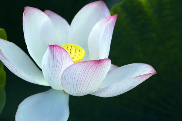Lotus blossoms or water lily flowers blooming on pond — Stock Photo, Image
