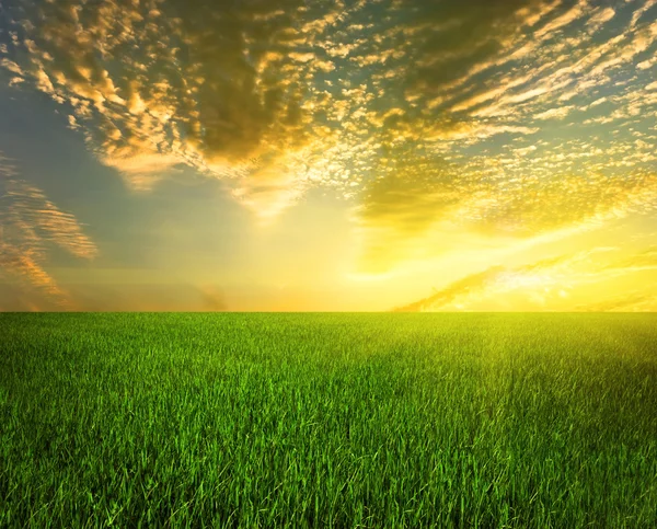 Green field and bright sun. — Stock Photo, Image