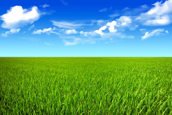 Groen veld en felle zon. — Stockfoto