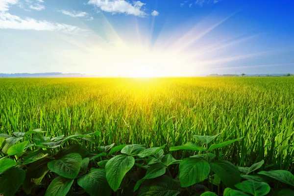 Gröna fält och strålande sol. — Stockfoto