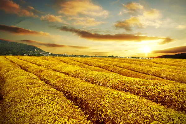 Thee plantage in de herfst zonsondergang — Stockfoto