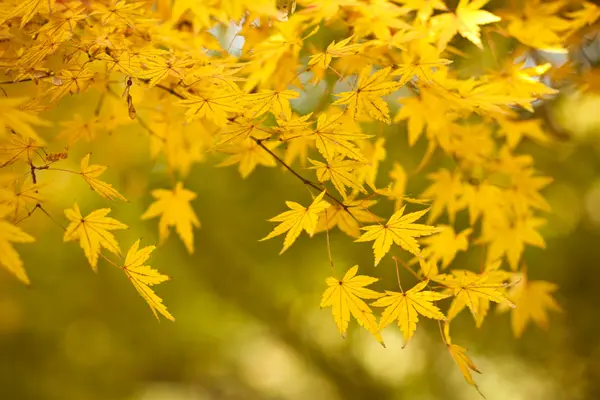 Fondo de otoño — Foto de Stock