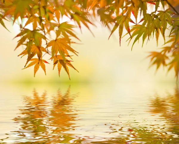 Autumn background — Stock Photo, Image