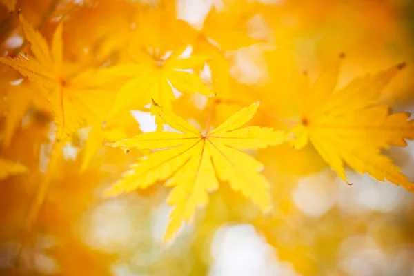 Hintergrund Herbst — Stockfoto