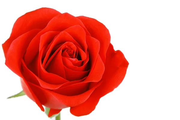 Beyaz arkaplanda izole edilmiş tek kırmızı gül çiçeği