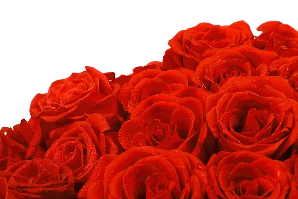 Natuurlijke rode rozen achtergrond — Stockfoto