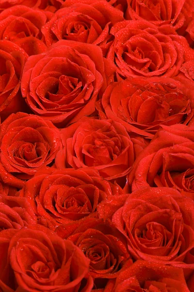 Red natural roses background — Stock Photo, Image