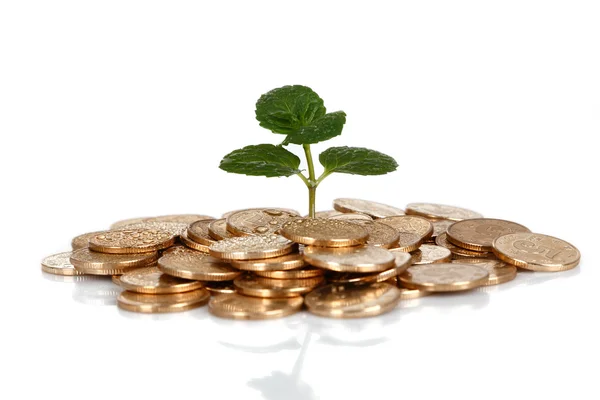 Money and plant isolated on white background?Money Concept — Zdjęcie stockowe