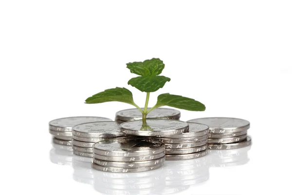 Money and plant isolated on white background?Money Concept — Stock Photo, Image