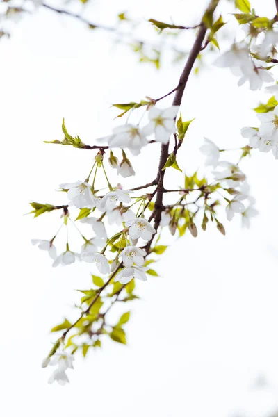 Sakura flower — Stock Photo, Image