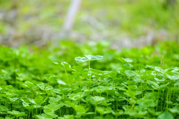 花、植物 — ストック写真