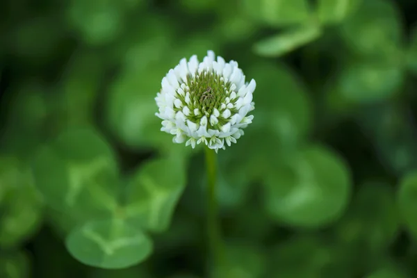 Small white chrysanthemum, on green background, summer
