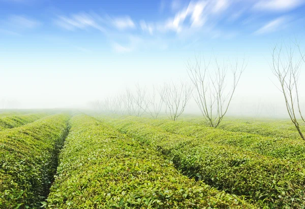 Tea plantation — Stock Photo, Image