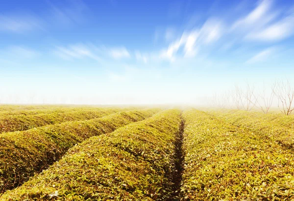 Piantagione di tè — Foto Stock