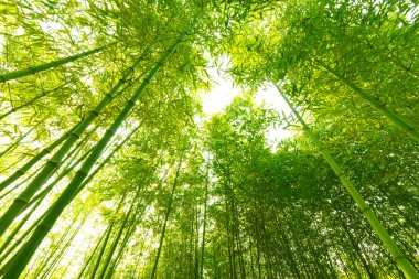 Bambu ormanı,