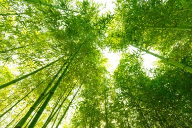 Bambu ormanı,
