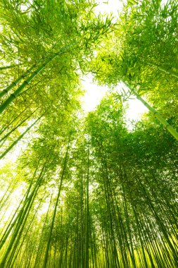 Bambu ormanı,
