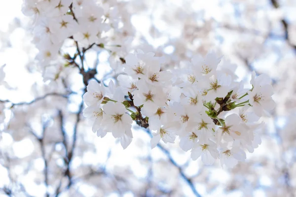 Cerisier en fleurs au printemps — Photo