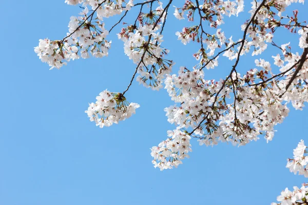 Cerisier en fleurs au printemps — Photo