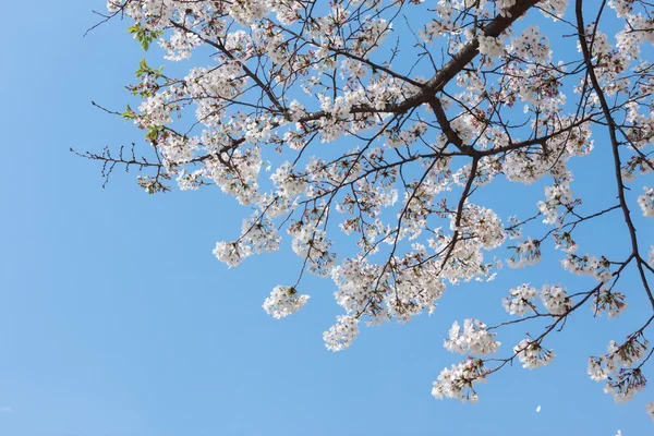 Blooming cherry tree in spring — Stock Photo, Image