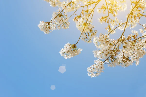Blooming cherry tree in spring — Stock Photo, Image