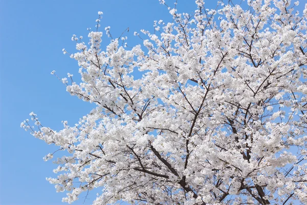 Cerisier en fleurs au printemps — Photo