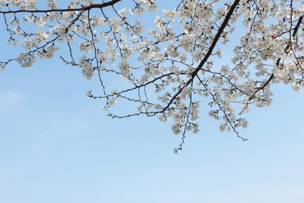 Cerezo floreciente en primavera —  Fotos de Stock