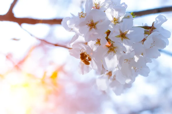Blooming cherry tree in spring — Stock Photo, Image