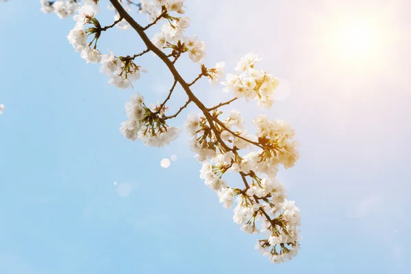 Blooming cherry tree in spring — Stock Photo, Image