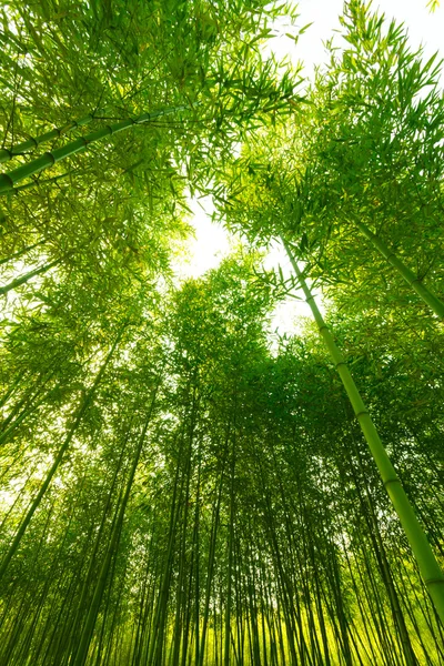 Bamboo forest, — Stock Photo, Image