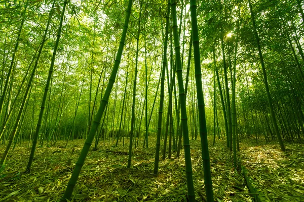 Bambusové lesy, — Stock fotografie