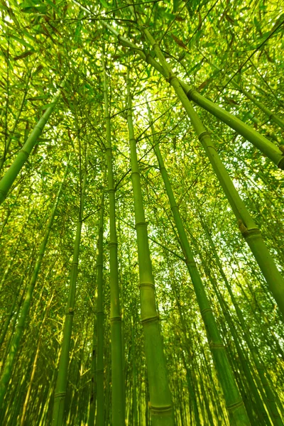 Bamboo forest, — Stock Photo, Image