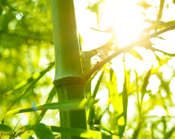 Bamboo forest, — Stock Photo, Image