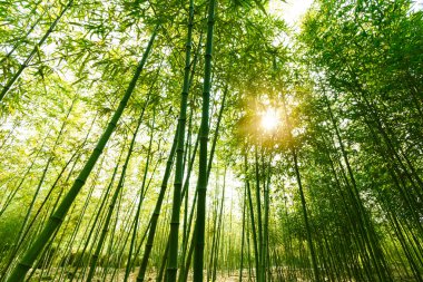 Bambu ormanı,