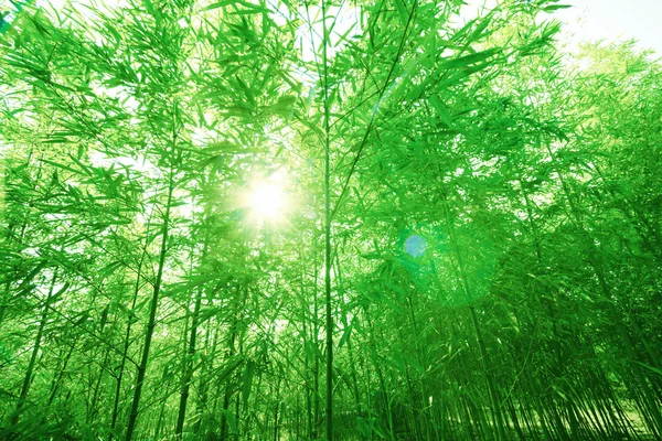 Bamboo forest, — Stock Photo, Image