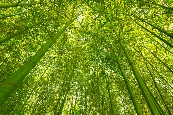 Bamboo forest, — Stock Photo, Image