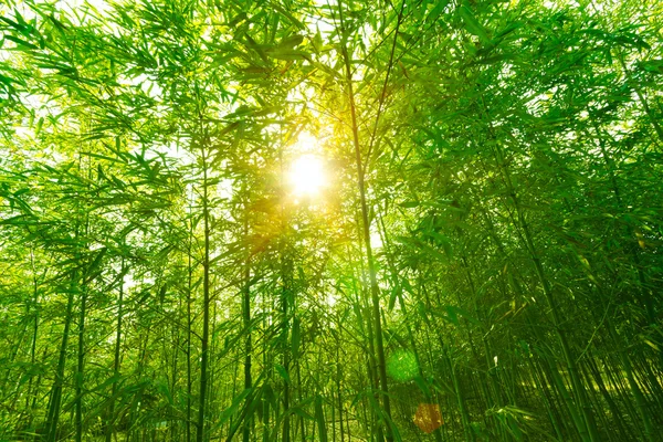 Bambusz erdő, — Stock Fotó