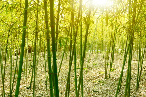Bambuswald, — Stockfoto