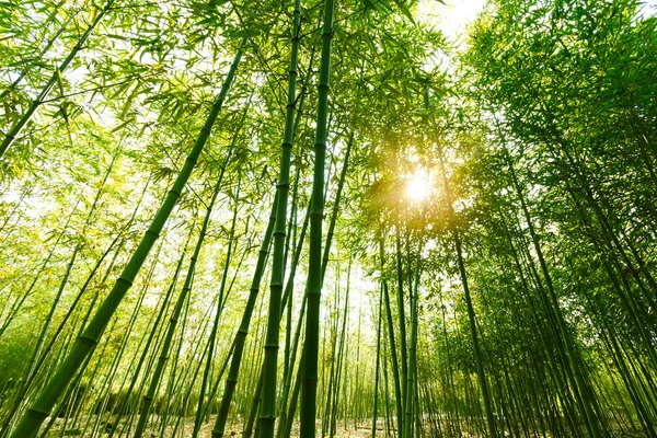 Bamboo forest, — Stock Photo, Image