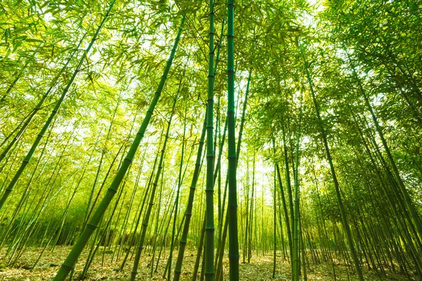 Bamboo forest, — Stock Photo, Image