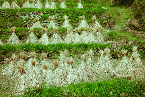 Dağ Samanlık — Stok fotoğraf